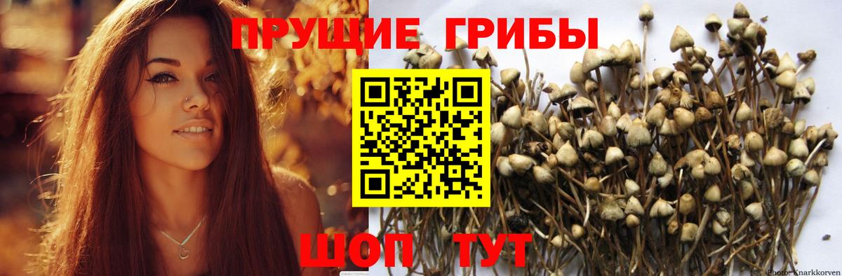 Галлюциногенные грибы MAGIC MUSHROOMS Новозыбков